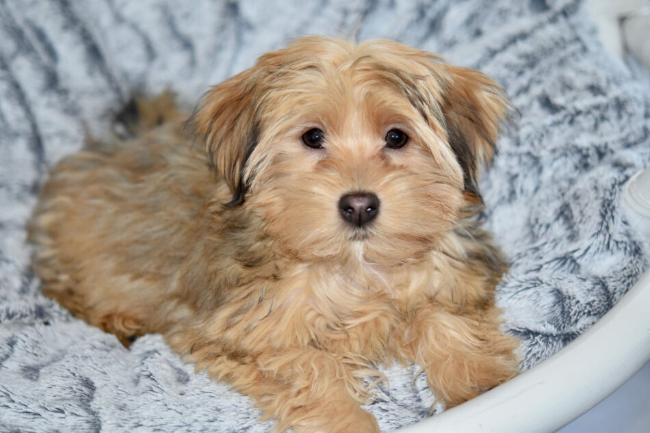Chien de petite taille la race de chien qui ne grandit pas