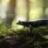 salamandre noire