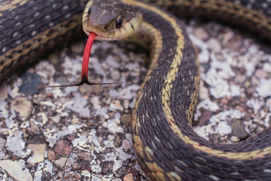 un serpent jarretière