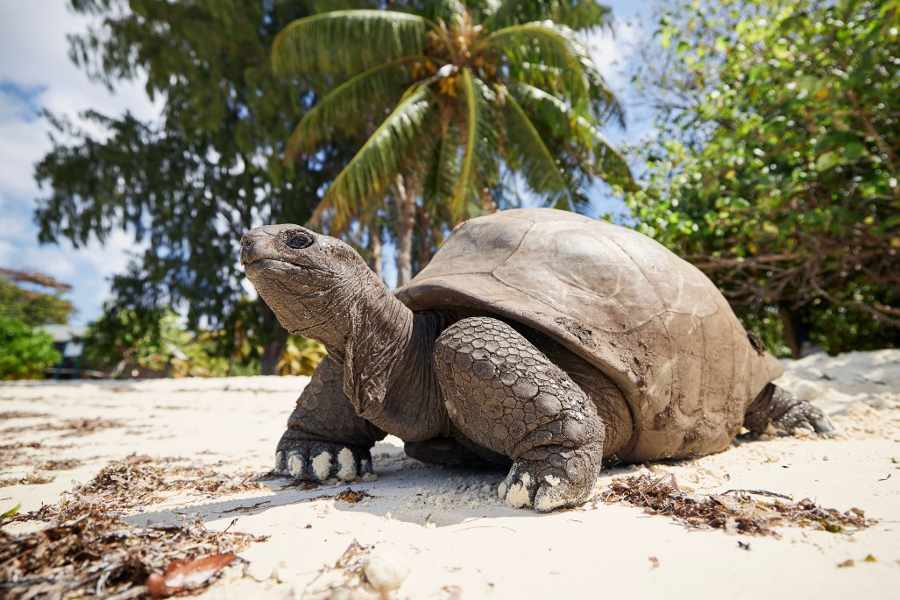 vie sauvage Seychelles