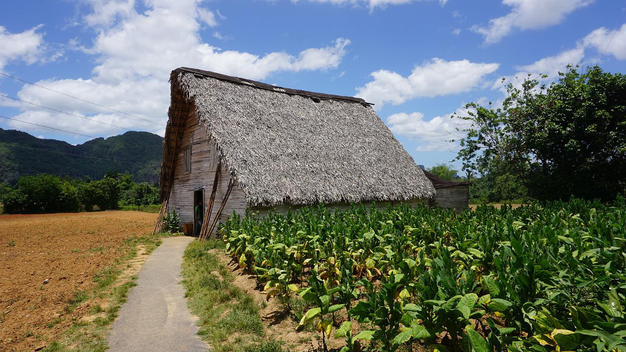 vinales à cuba